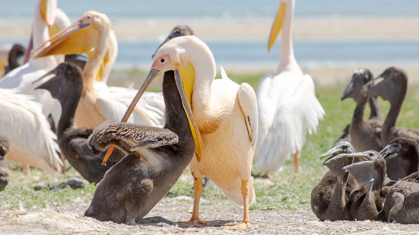 Im Bild: Pelikaninsel in Russland: Pelikan-Junges wird gefüttert.