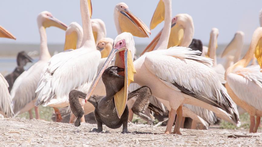 Im Bild: Pelikaninsel in Russland: Pelikan-Junges wird gefüttert.
