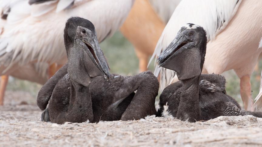 Im Bild: Pelikaninsel in Russland: Junge Rosapelikane haben noch ein grau-schwarzes Gefieder.