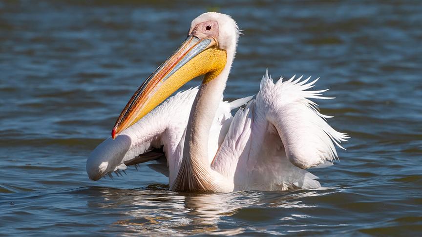 Im Bild: Pelikaninsel in Russland: Junge Rosapelikane am Manytsch-Stausee in Russland.