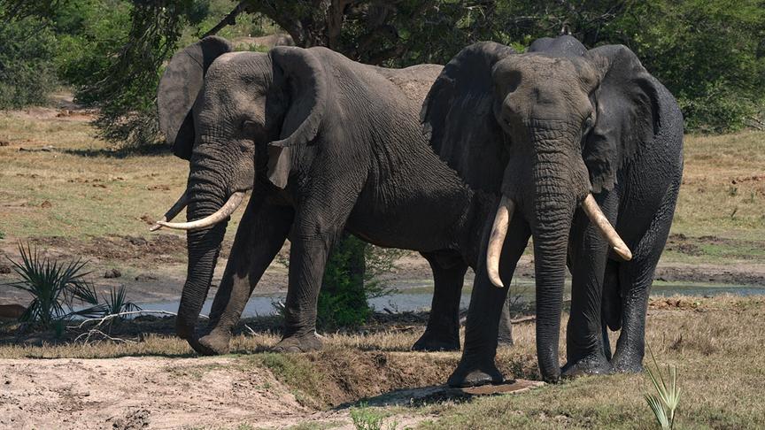 Im Bild: Dickhäuter in Gefahr in Südafrika: Elefanten im Tembe Elefantenpark in Südafrika.