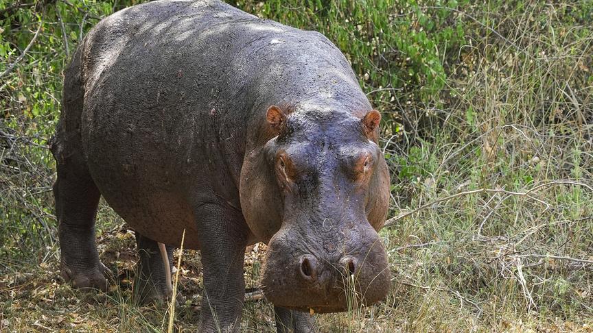 Im Bild: Dickhäuter in Gefahr in Südafrika: Flusspferd im iSimangaliso Wetland Park.