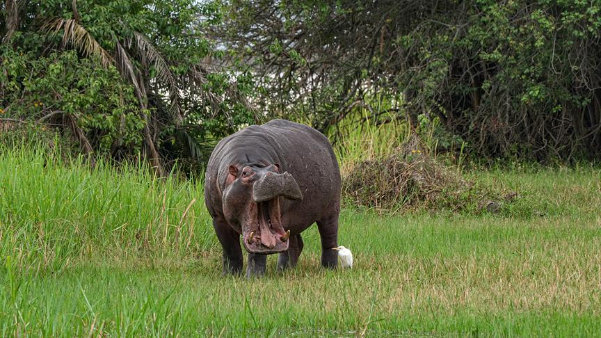 Im Bild: Dickhäuter in Gefahr in Südafrika: Flusspferd im iSimangaliso Wetland Park.