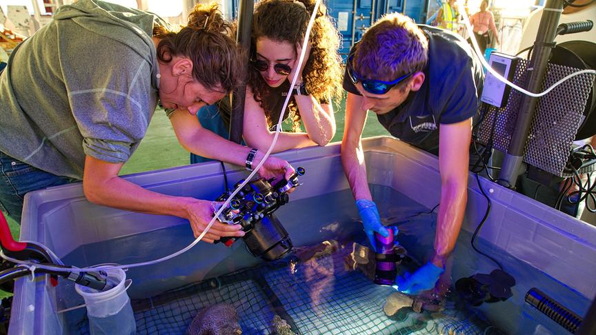 Im Bild: Untersuchung der Korallen am Schiff Arghulas II im Indischen Ozean.