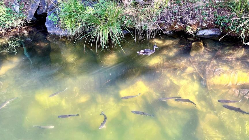 Im Bild: Den Fischen wird es zu warm im Gebirgssee (Tirol).
