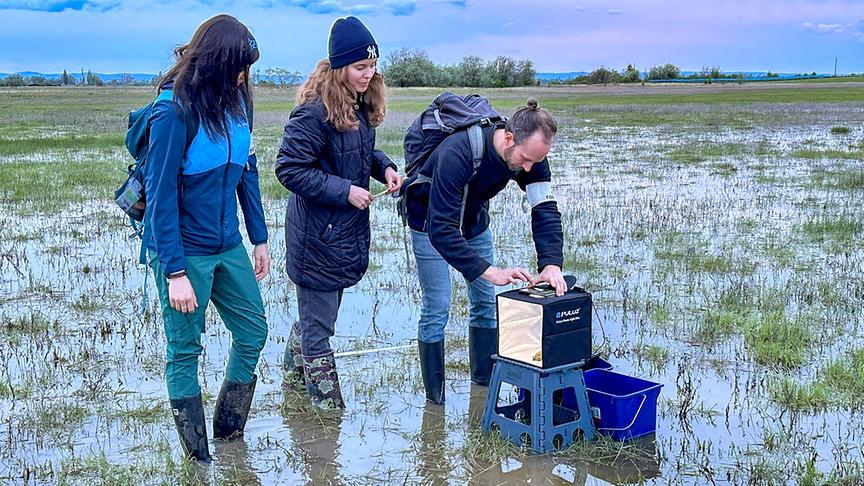 Im Bild: Zählung der Wechselkröten in den Lacken des Nationalparks Neusiedlersee-Seewinkel.