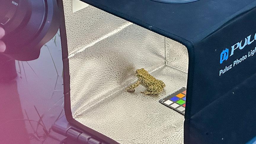 Im Bild: Bestimmung von Größe und Gewicht der Wechselkröte (Burgenland).