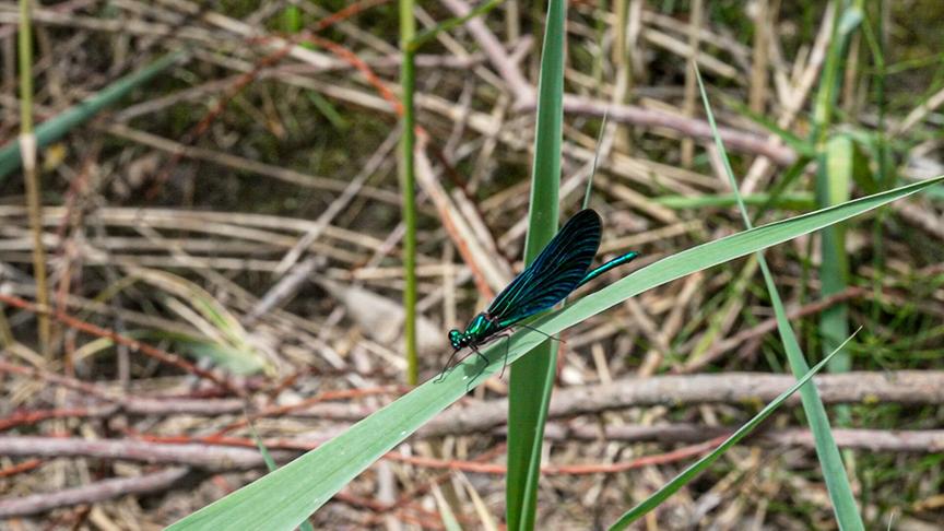 Im Bild: Libelle am Ufer des renaturierten Klausbachs (Vorarlberg).