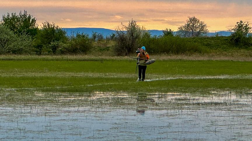 Im Bild: Zählung der Wechselkröten in den Lacken des Nationalparks Neusiedlersee-Seewinkel.