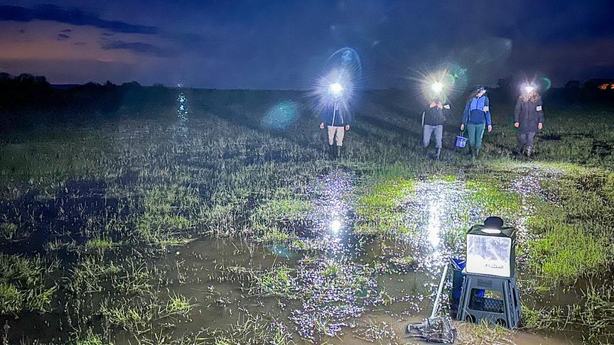 Im Bild: Zählung der Wechselkröten in den Lacken des Nationalparks Neusiedlersee-Seewinkel.