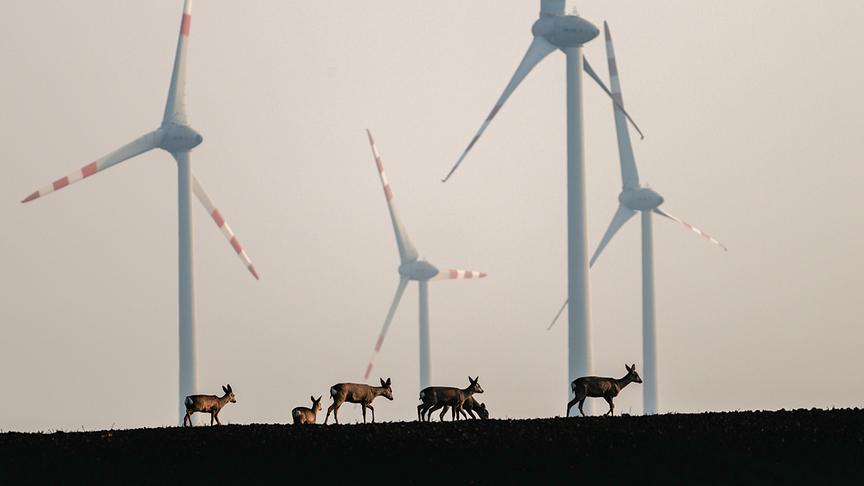 Im Bild: Willkommen in der Zukunft. Rehe stehen wie auf einem anderen Stern in der modernen Landschaft.