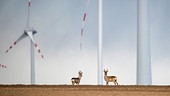 Im Bild: Willkommen in der Zukunft. Rehe stehen wie auf einem anderen Stern in der modernen Landschaft.