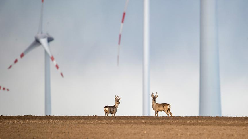 Im Bild: Willkommen in der Zukunft. Rehe stehen wie auf einem anderen Stern in der modernen Landschaft.