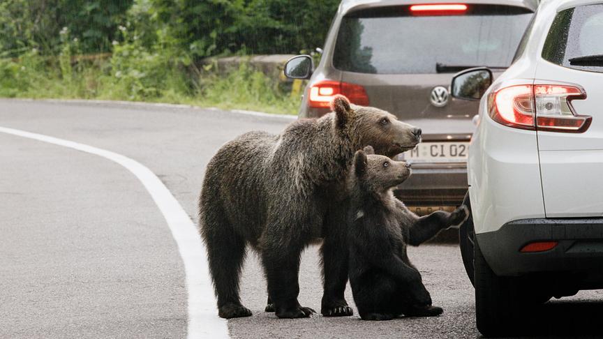 Im Bild: Zwei Braunbären betteln um Futter entlang einer rumänischen Straße.