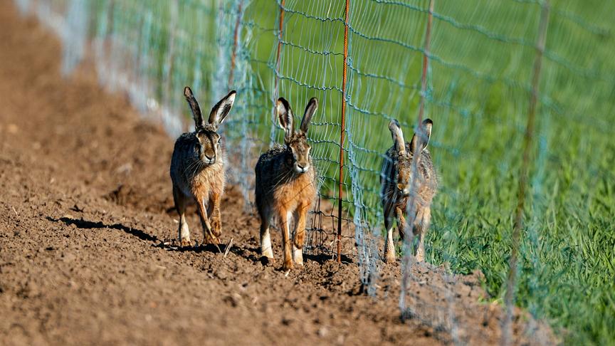 Im Bild: Mehrere Feldhasen wurden durch einen angebrachten Grenzzaun voneinander getrennt.