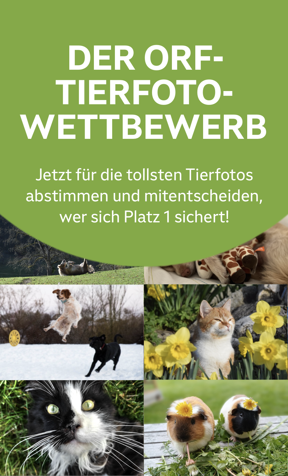 Zum Tierfoto-Voting