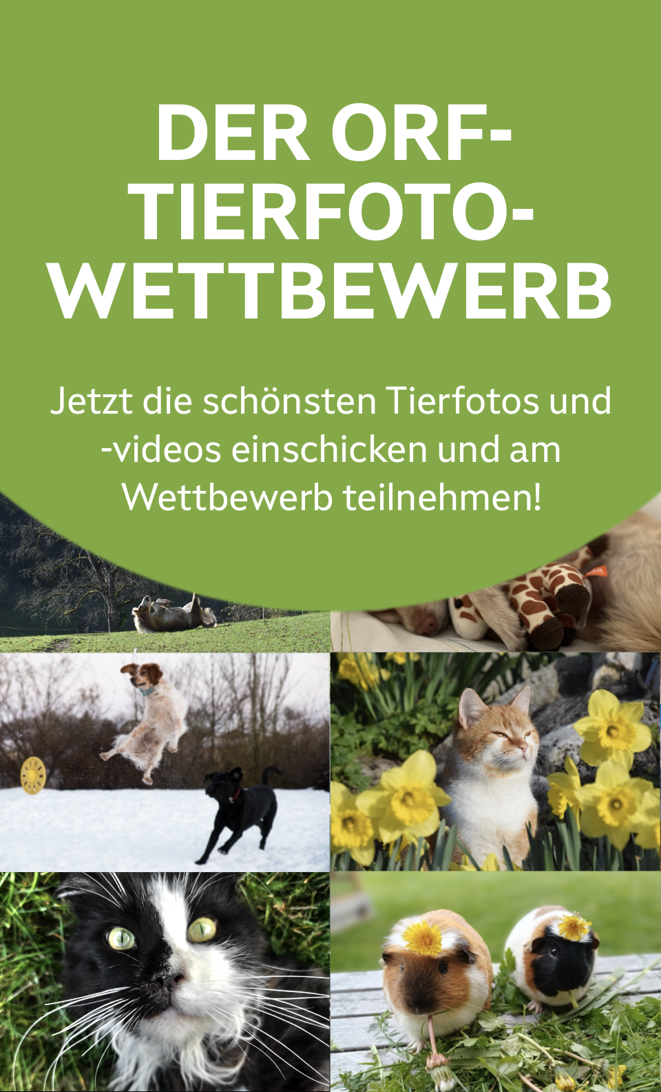 Zum Tierfoto-Wettbewerb