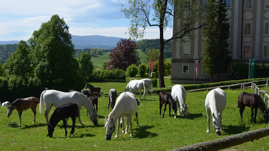 © (C) Spanische Hofreitschule - Lipizzanergestüt Piber GöR Gestüt Piber