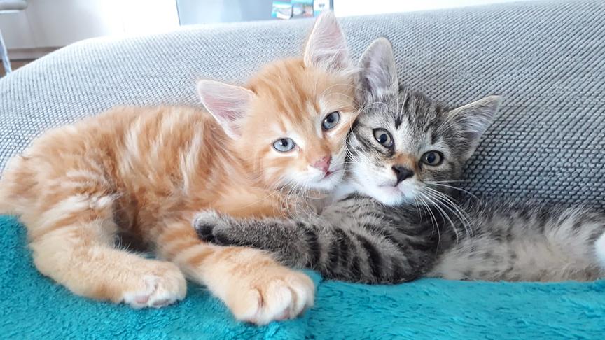 © Sarah Sageder "Meine Katzen Pumpkin und Tiger beim Schmaulen, sie haben sich sofort geliebt. ELH und EKH, zu dem Zeitpunkt nicht ganz drei Monate alt." (Sarah Sageder, Linz)