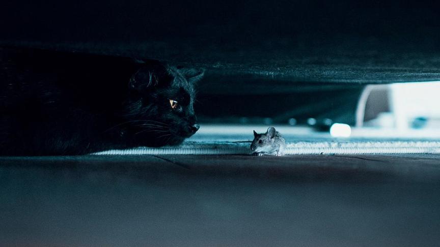 © Bettina Matzer "Unsere Katze Herr Karl gegenüber seiner potenziellen Beute. Die beiden trugen ihren Kampf bei uns in der Wohnung aus." (Bettina Matzer, Feldkirchen bei Graz)