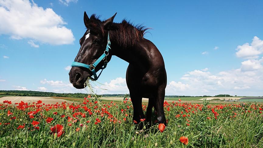 © Sandra Jandl "Aufgrund der Hitze habe ich aufs Reiten verzichtet und bin mit meinem Herzenspferd Famoso eine Runde spazieren und grasen gegangen. Dabei haben wir dieses wunderschöne Mohnblumenfeld gefunden. Famoso ist ein P. R. E. und ist 14 Jahre alt." (Sandra Jandl, Bruck an der Leitha)