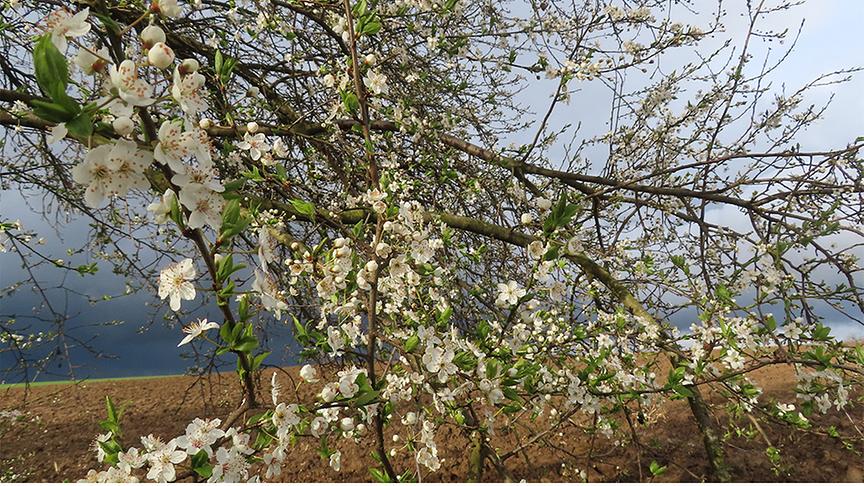 Baum mit weißen Blüten, im Hintergrund dunkle Wolkenstimmung