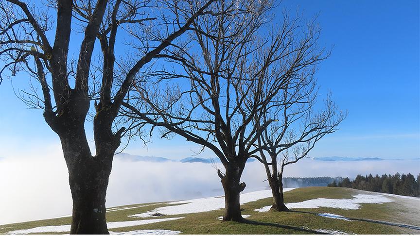 Drei knorrige Bäume auf einem Hügel mit vereinzelt schneebedeckten Flächen werden von der Sonne erleuchtet, während im Tal eine Nebeldecke zu sehen ist.