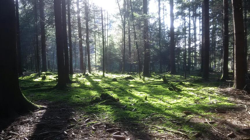 © Andreas Humer Sonnendurchfluteter Wald. (Andreas Humer)