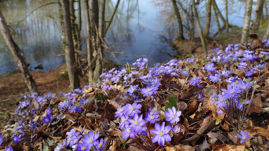 © Reinhard Weigel "Leberblümchen" auf einem Böschungshang neben dem Enknach-Weiher in Ranshofen. (Reinhard Weigel)