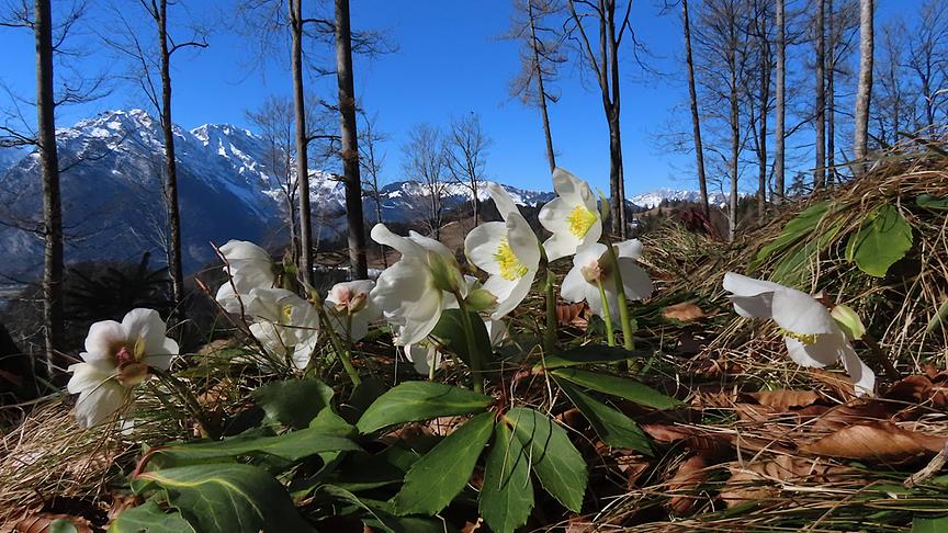 Schneerosen wenden sich der Sonne zu, im Hintergrund blauer Himmel über einem noch teils schneebedeckten Bergpanorama