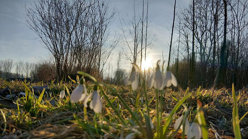 Schneeglöckchen in einer Wiese, im Hintergrund scheint die Sonne durch die noch kahlen Bäume