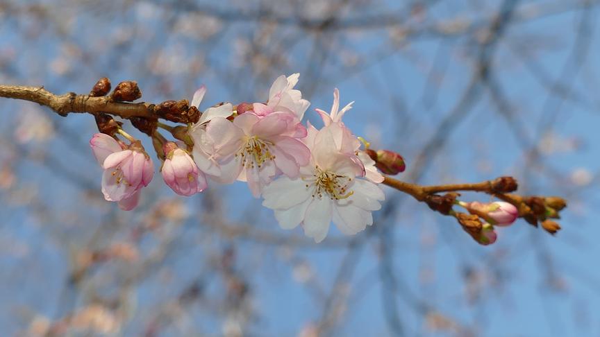 Kirschblüten sind bereits teilweise aufgeblüht, im Hintergrund blauer Himmel