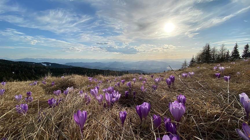 © Nina Urbanek Krokusse auf der Saualpe mit Blick über das Görtschitztal. (Nina Urbanek)