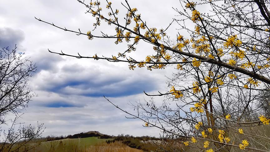 Gelb-blühender Strauß vor heller Wolkenstimmung