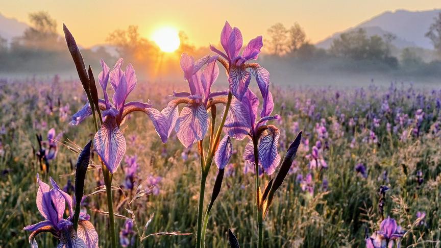 © Gerlinde Ainhirn Sonnenaufgang bei der Iriswiese Ennstal (Gerlinde Ainhirn)