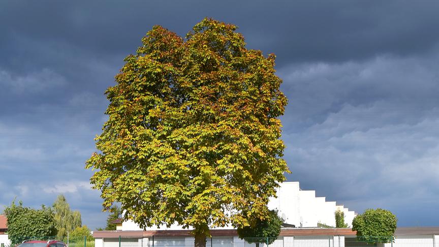© Reinhard Weigel "Herbstkontraste" Gewitterwolken über Braunau am Inn (Reinhard Weigel)