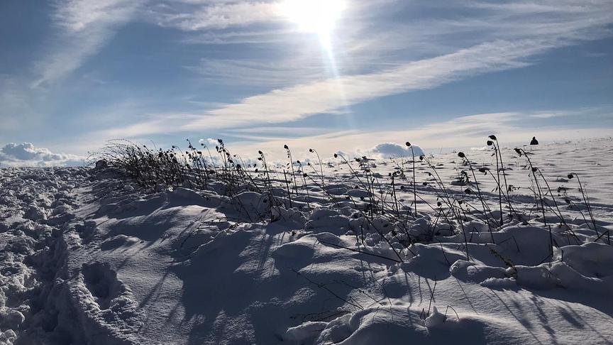© Hertha Rosenberger Schnee in den Weingärten von Pfaffstätten. (Hertha Rosenberger)