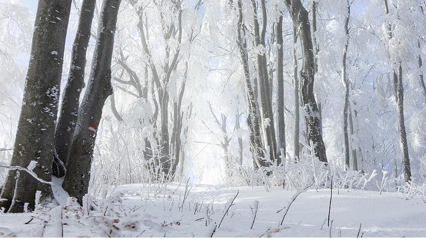 Verschneiter Weg zwischen vereisten, weißen Bäumen.
