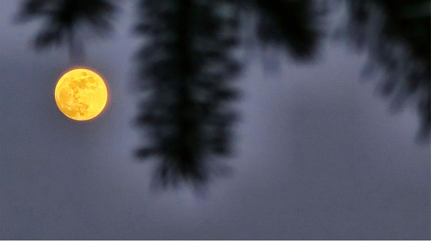 Gelblicher Vollmond in der Nacht, im Vordergrund hängen unscharf ein paar Äste eines Nadelbaums ins Bild
