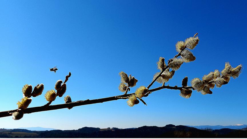 Ein Palmkätzchenast blüht vor blauem Himmel, eine Biene fliegt gerade drüber hinweg