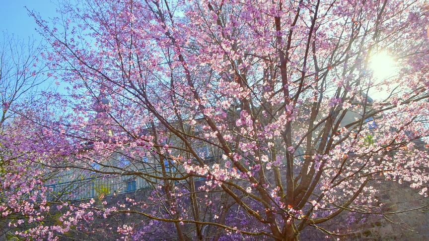Rosablühender Baum durch den die Sonne hindurchscheint