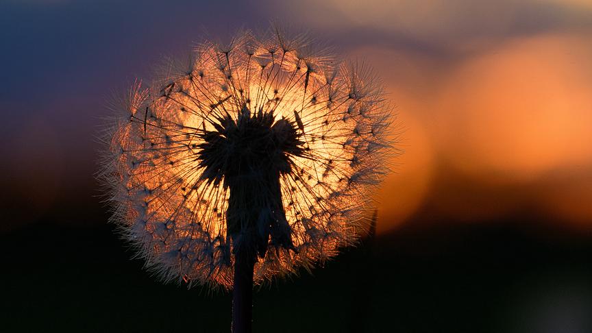 © Maria Walch Pusteblume küsst Abendsonne. (Maria Walch)