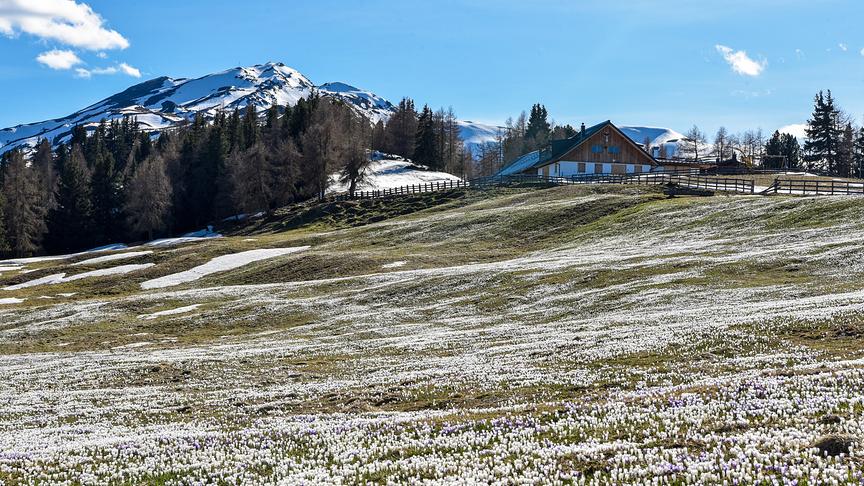 © Johann Muigg Krokusse Berge Almhütte. (Johann Muigg)