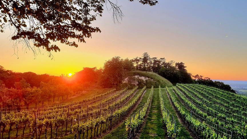 © Silke Neuhaus Sonnenuntergang über Weinberg in Hollenburg in der Wachau (Silke Neuhaus)