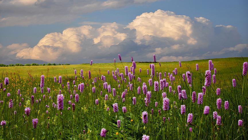 © Maria Fank Wildblumenwiese Wiesen-Knöterich Wolkenimmel (Maria Fank)