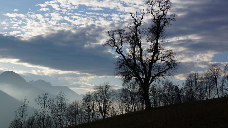 Im Vordergrund Silhouetten von knorrigen Bäumen, im Hintergrund milchiges Zusammenspiel aus Sonne und Wolken über Bergen.