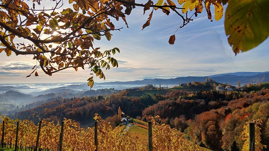© Hermine Dreisiebner Herbstliche Impression - Blick von einem gelb belaubten Weinberg auf nebelverhangene Hügel