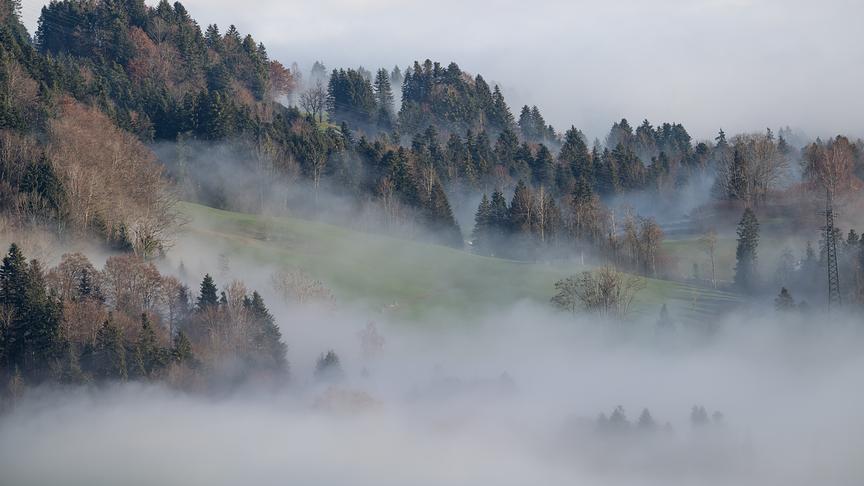 © Manfred Gasser Mit Nebel durchzogener Wald