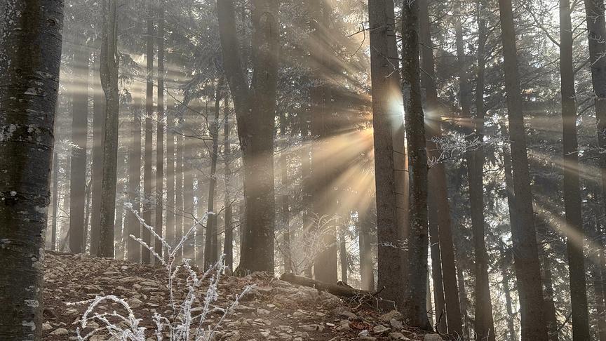 Wenn der Nebel der Sonne Platz macht (Reinhard)