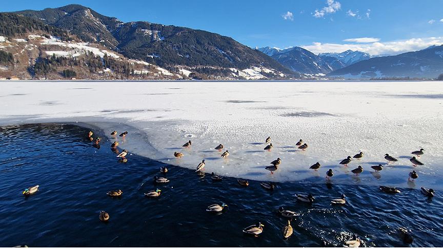 Halb zugefrorener See in dem Enten schwimmen und auf der zugefrorenen Fläche rasten während die Sonne scheint.